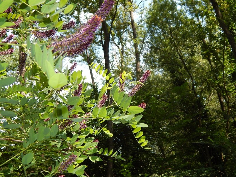 Amorpha fruticosa / Indaco bastardo